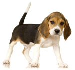 beagle puppy33